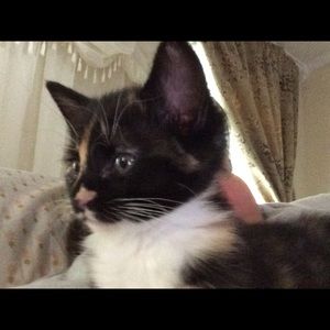 Meet your Posher, Wanda